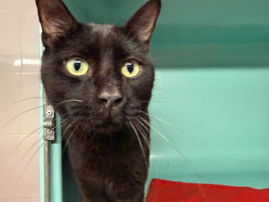 Pepito - Chat Européen à adopter
