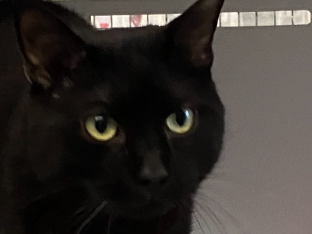 Pepito - Chat Européen à adopter