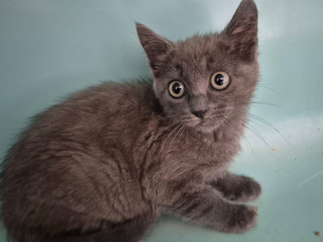Yoyo - Chat Européen à adopter