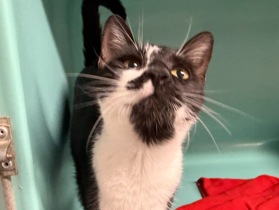 Rosita - Chat Européen à adopter