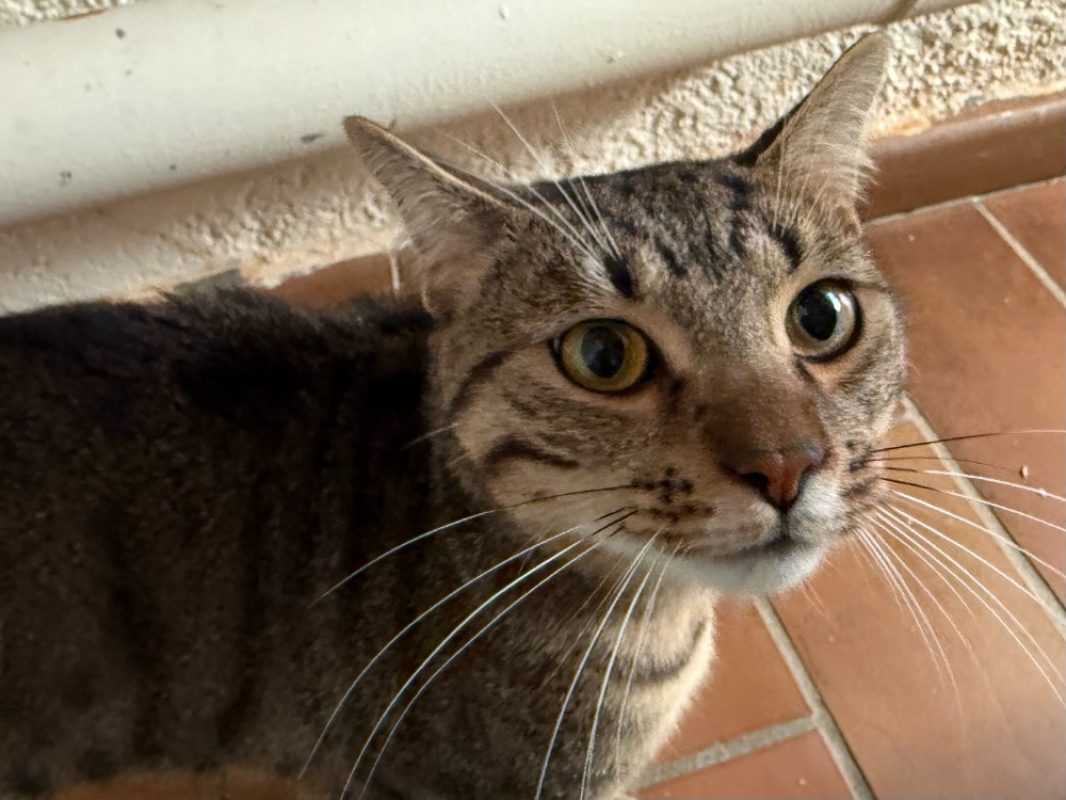 Simba - Chat Européen à adopter
