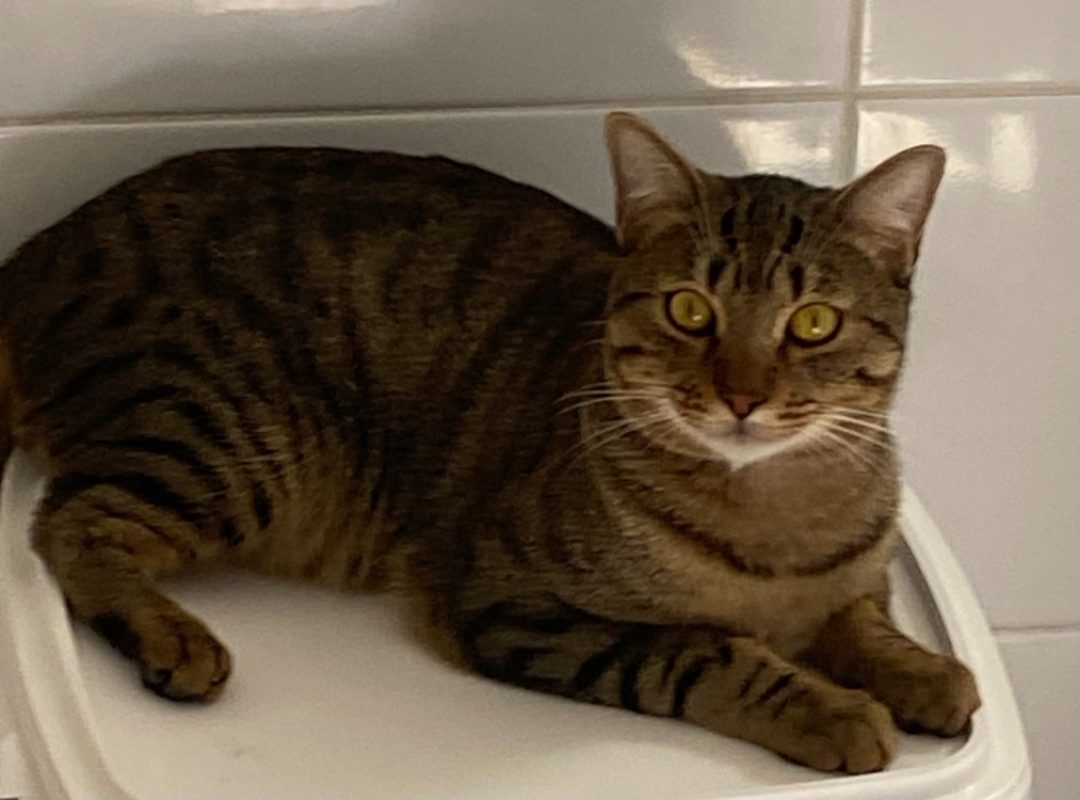 Simba - Chat Européen à adopter