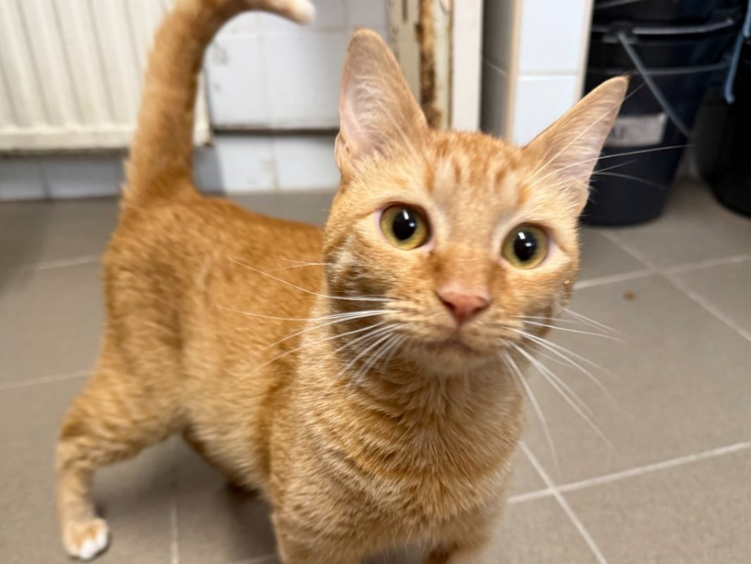 Jose - Chat Européen à adopter
