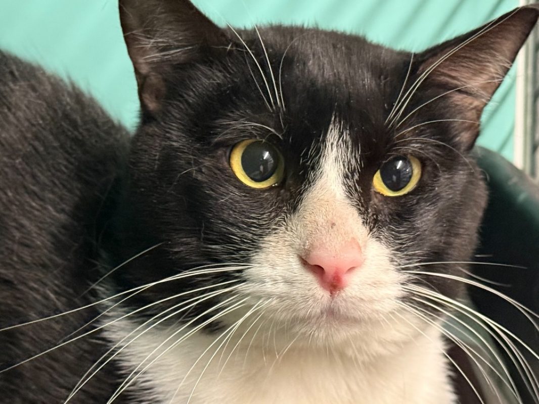 Carlito - Chat Européen à adopter