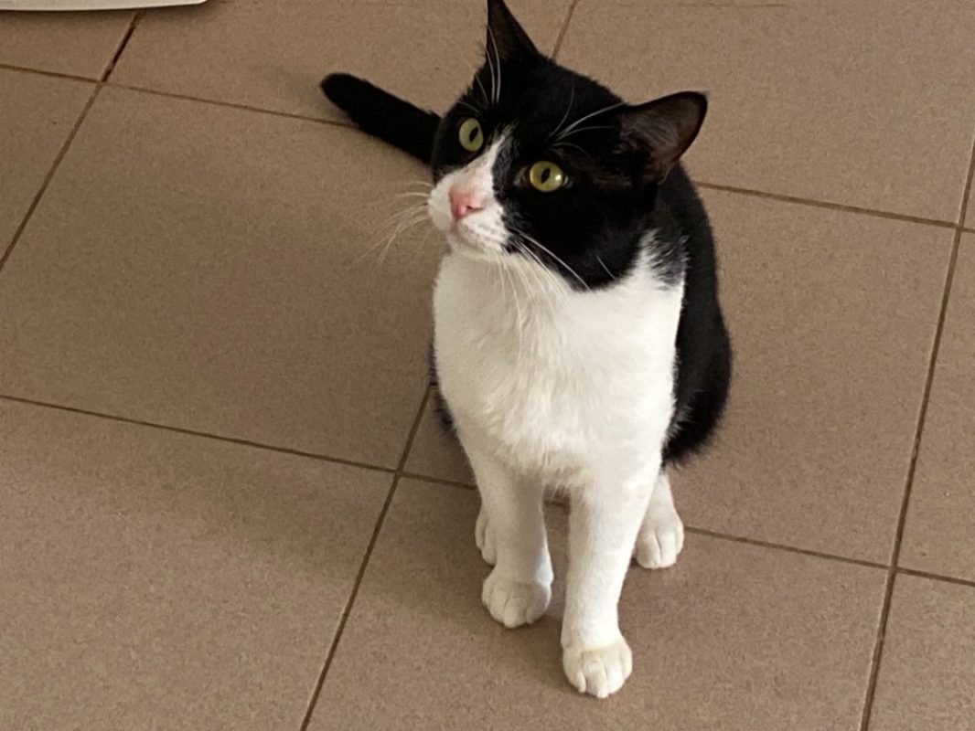 Carlito - Chat Européen à adopter