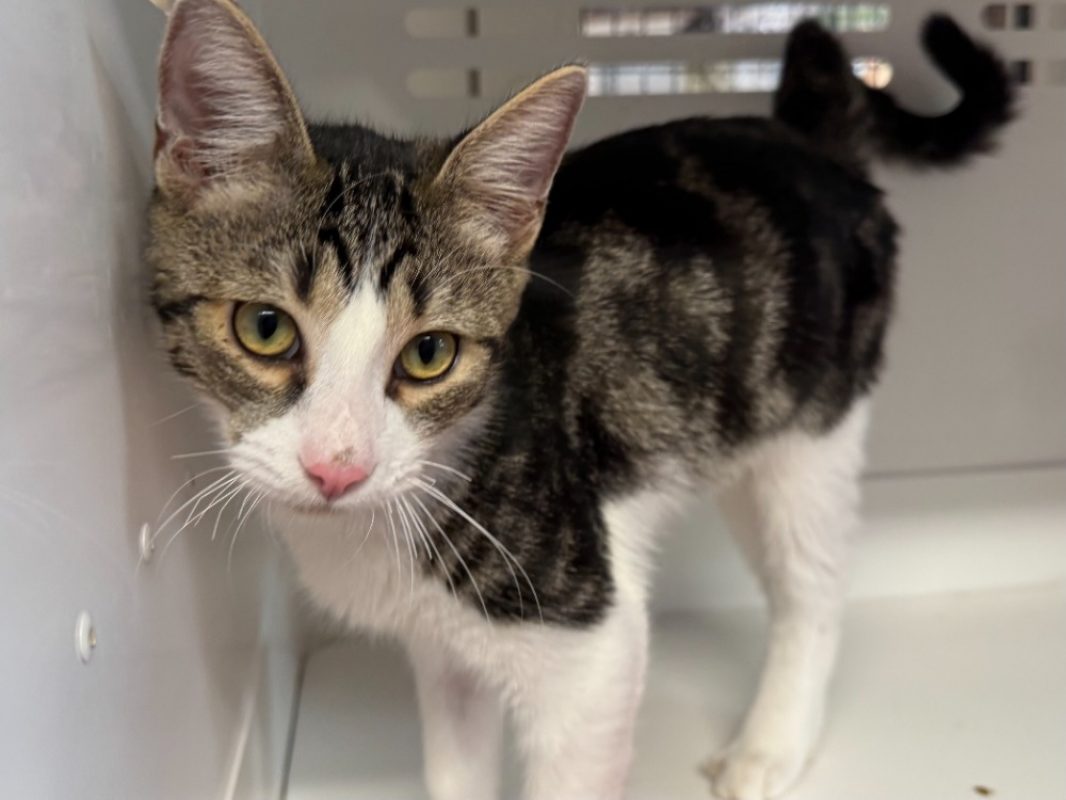 Miguel - Chat Européen à adopter
