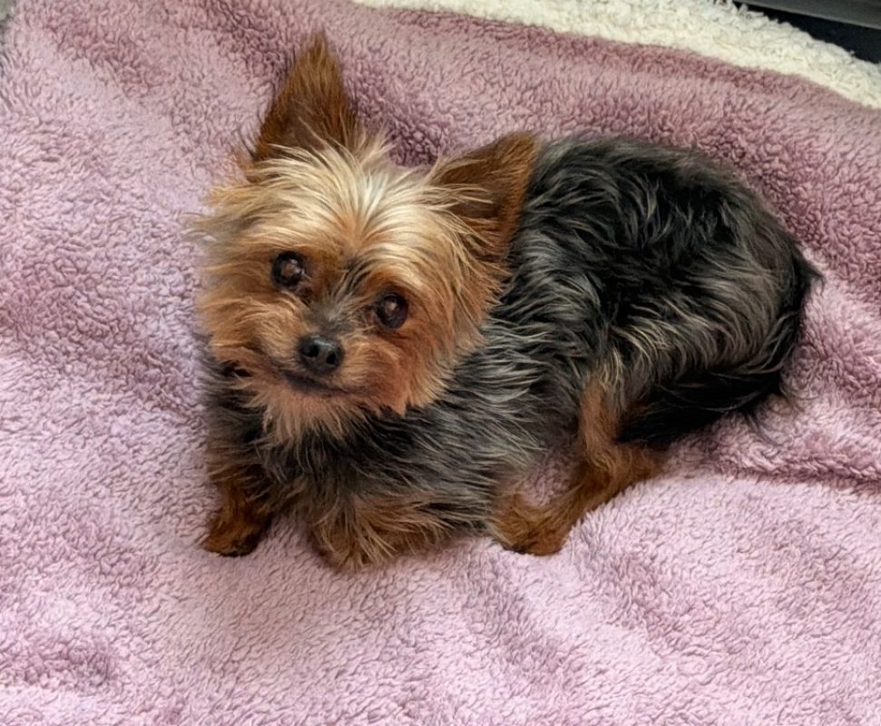 Snoopy - Chien Yorkshire Terrier à adopter