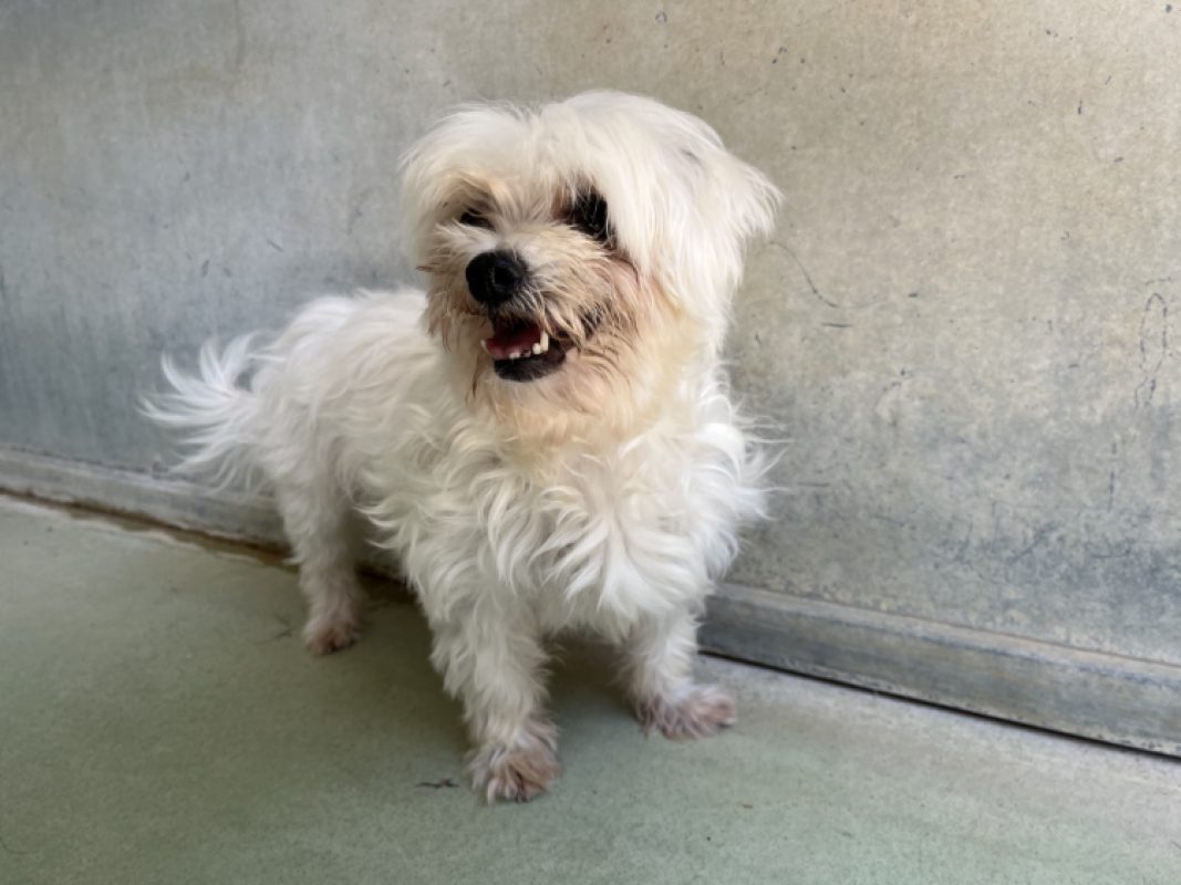 Nantua - Chien Bichon à poil frisé à adopter