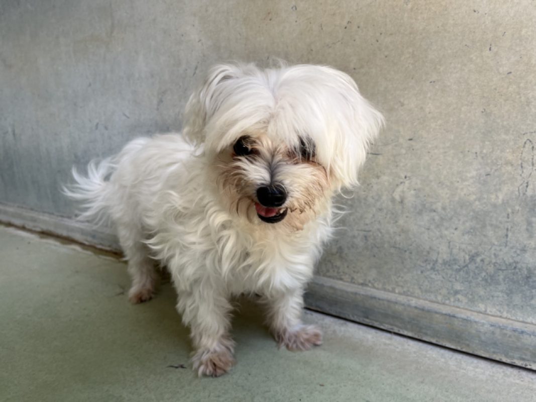 Nantua - Chien Bichon à poil frisé à adopter - photo 2