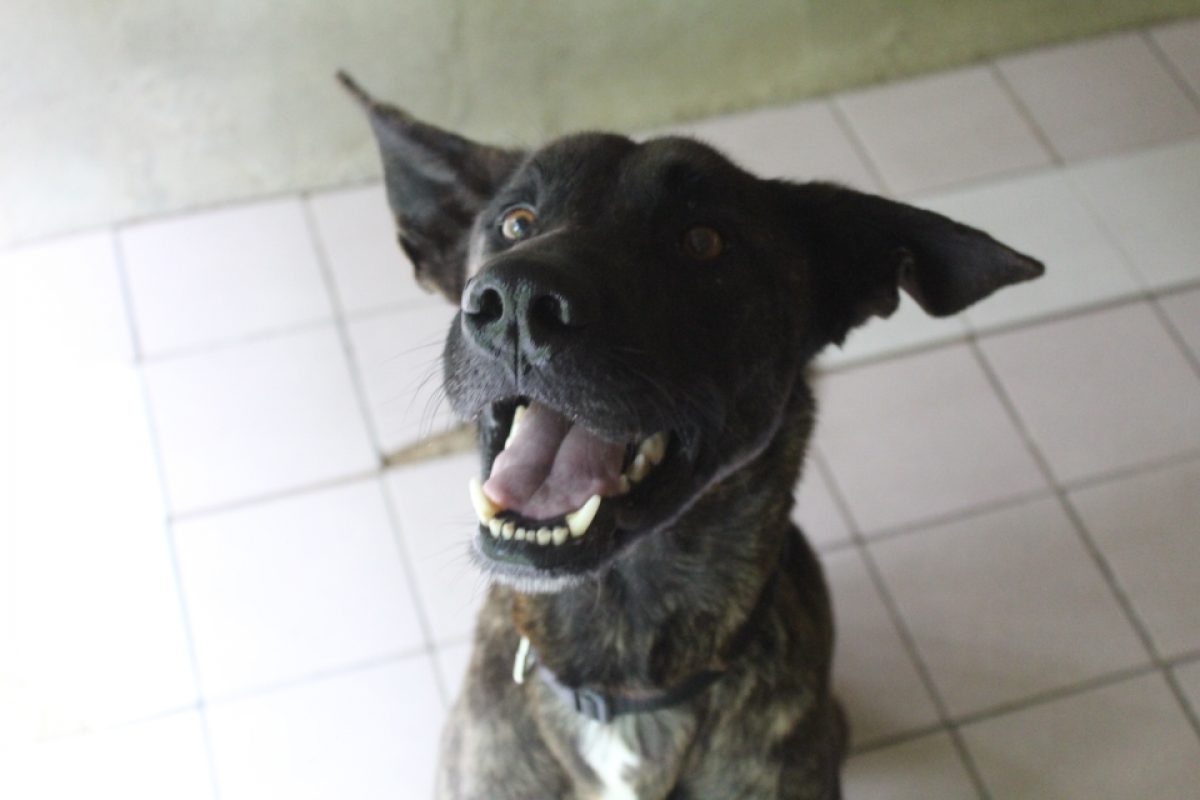 Vega - Chien Berger à adopter - photo 2