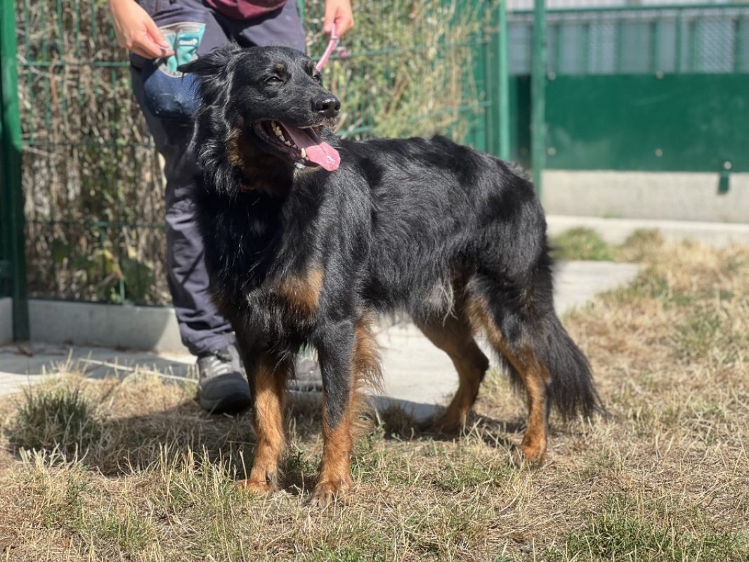 Krusty - Chien à adopter
