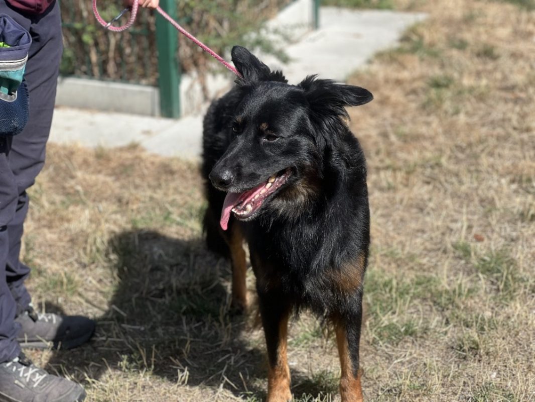 Krusty - Chien à adopter - photo 2