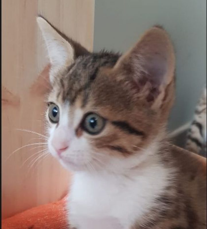 Barnabé - Chat Européen à adopter - photo 4