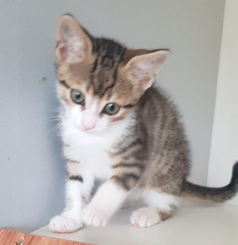 Barnabé - Chat Européen à adopter - photo 2