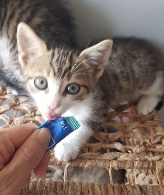 Barnabé - Chat Européen à adopter