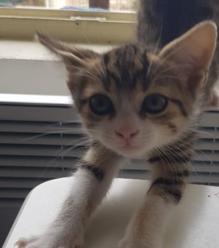 Barnabé - Chat Européen à adopter - photo 3