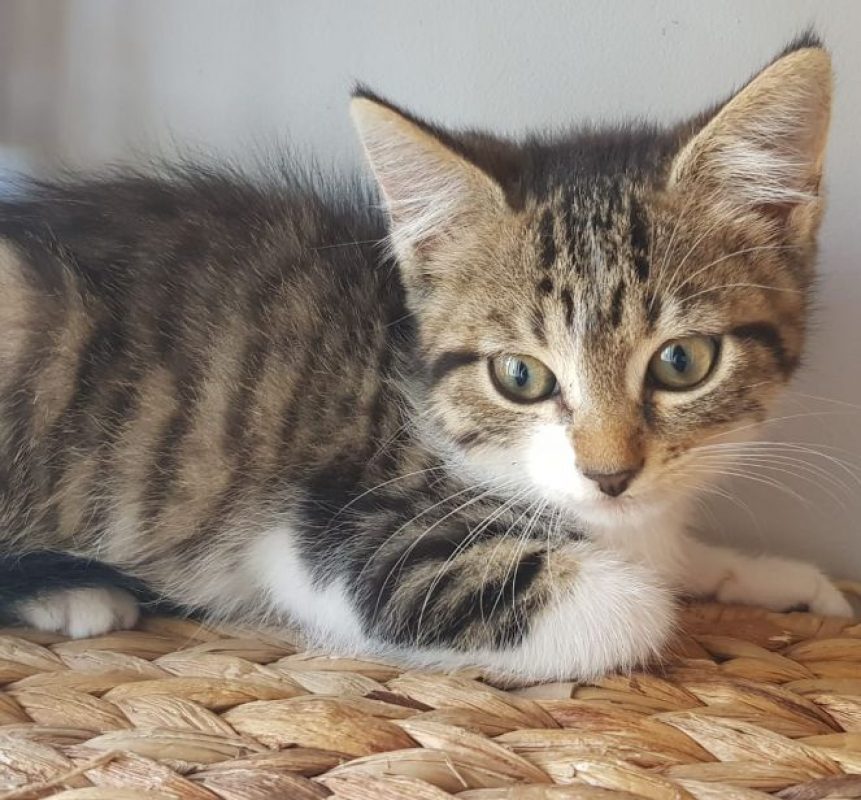 Balzac - Chat Européen à adopter - photo 2
