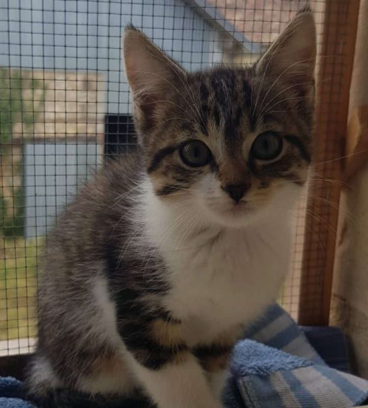 Balzac - Chat Européen à adopter