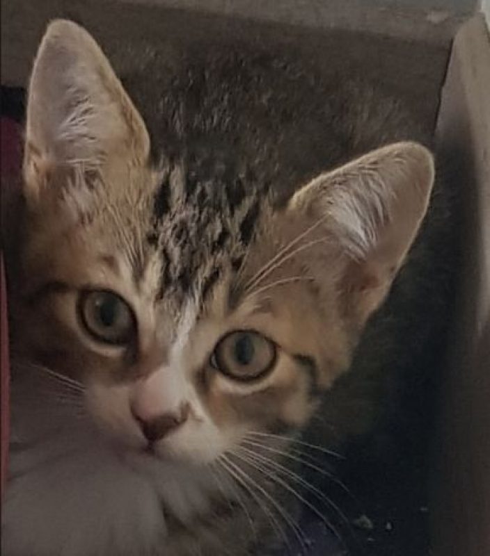Brownie - Chat Européen à adopter