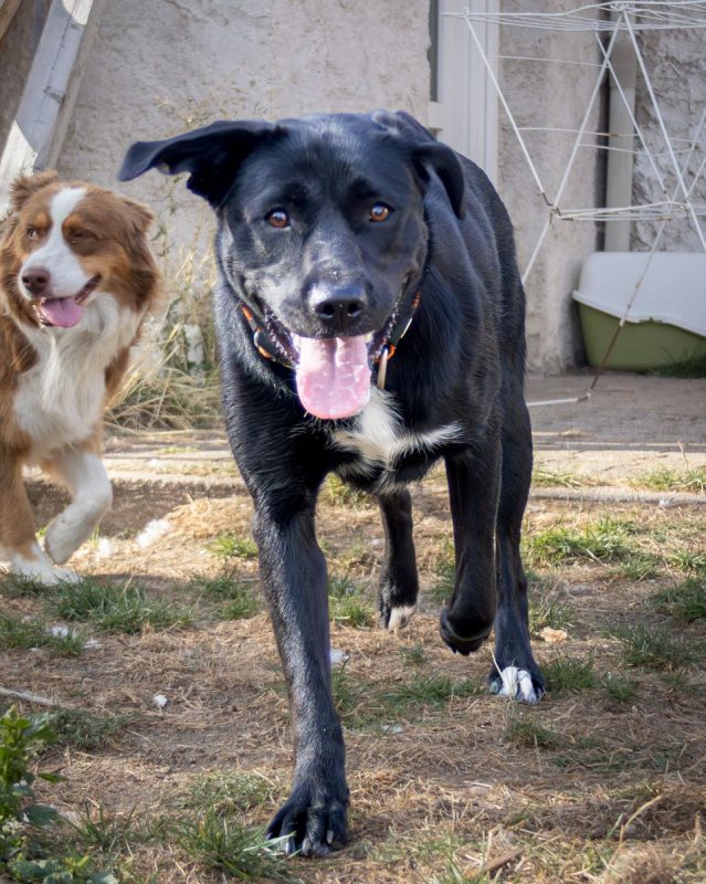Ava - Chien Labrador-Retriever à adopter - photo 4