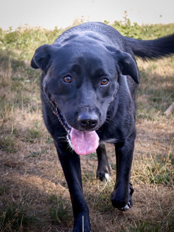 Ava - Chien Labrador-Retriever à adopter