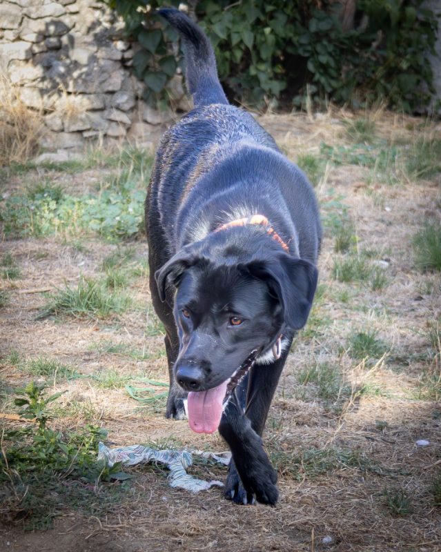 Ava - Chien Labrador-Retriever à adopter - photo 3