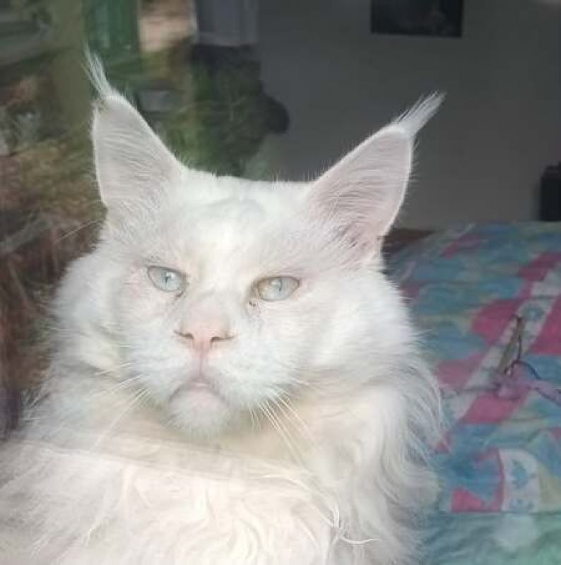 DIEGO - Chat Maine Coon à adopter
