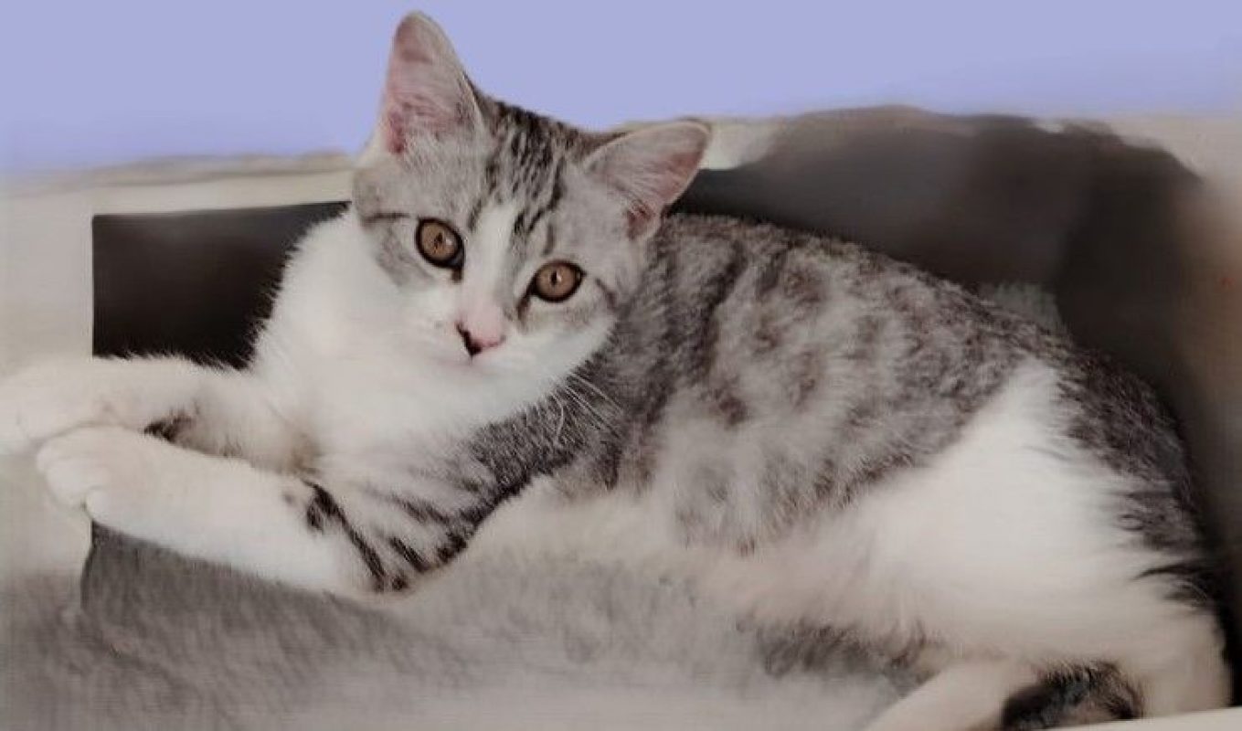 SIMBA - Chat Européen à adopter