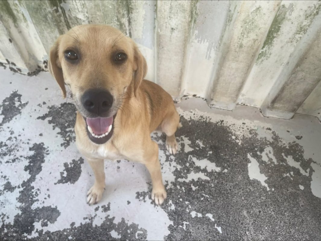 Winny - Chien à adopter