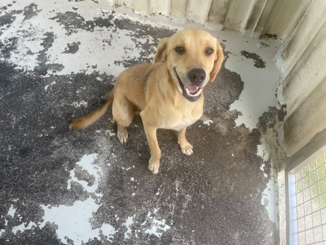 Winny - Chien à adopter - photo 2