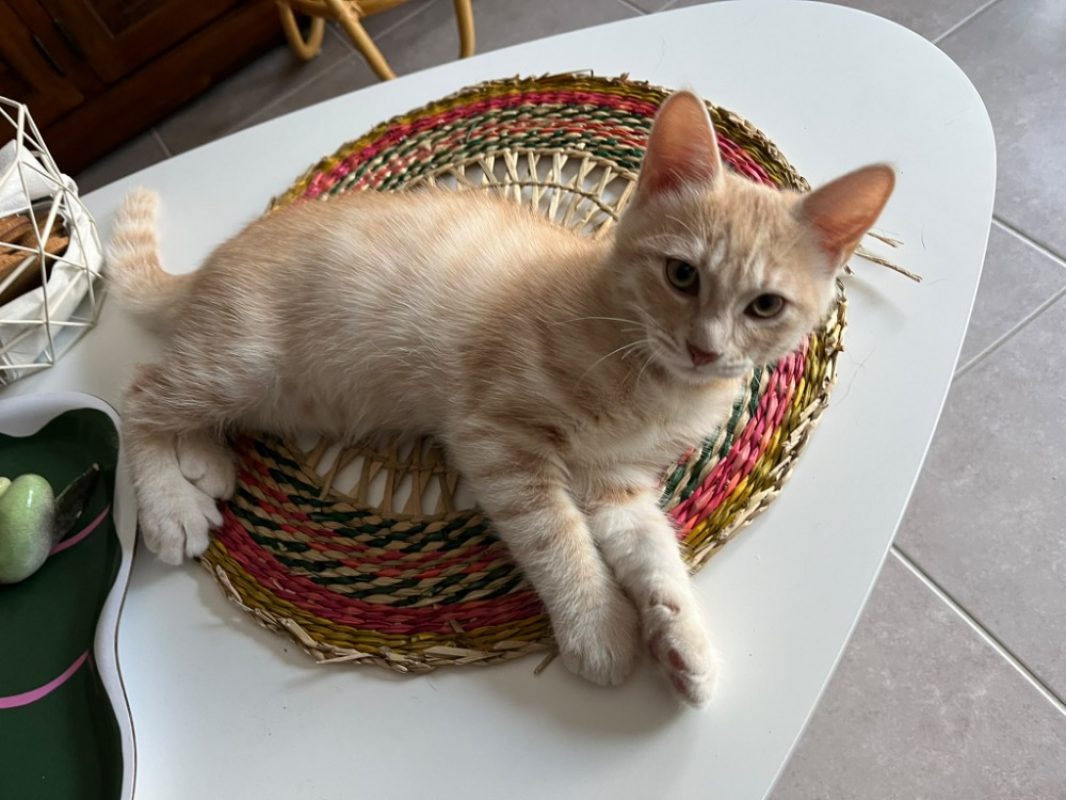 Phenix - Chat à adopter