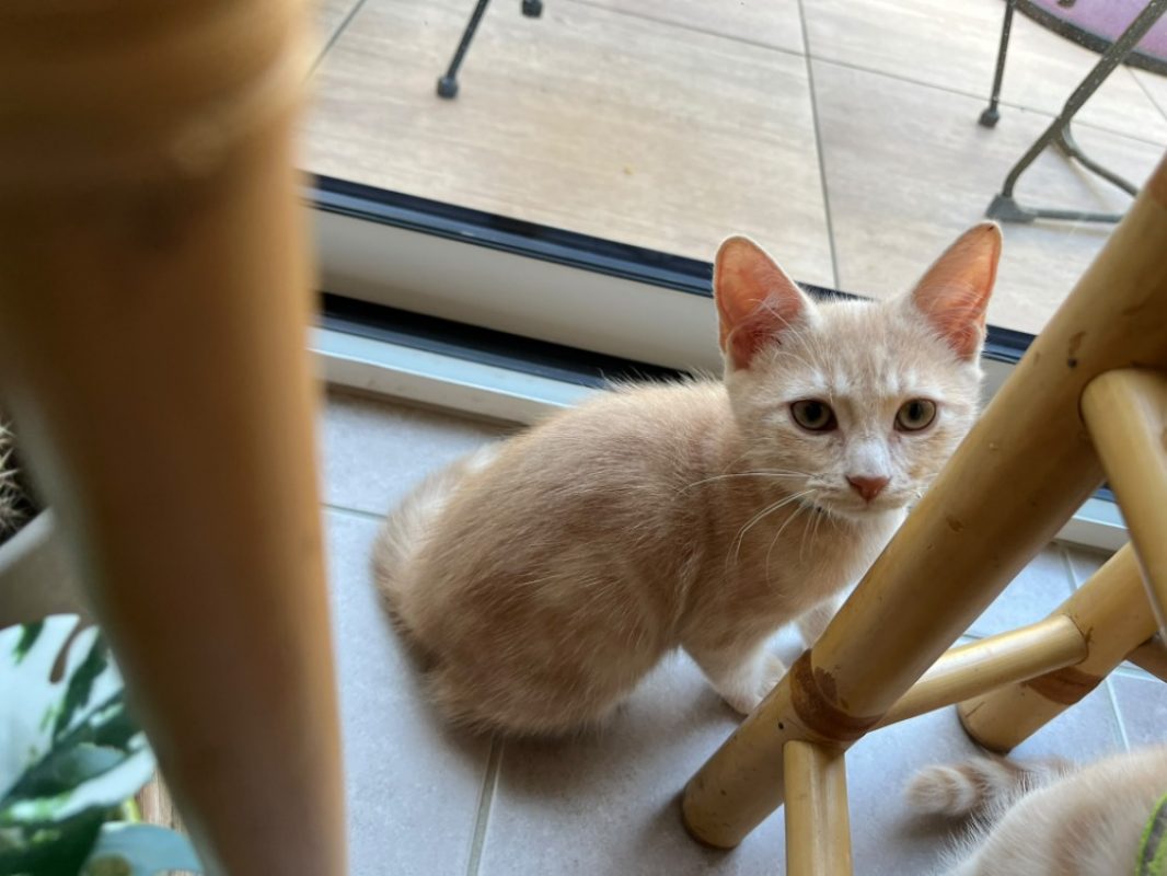 Feu - Chat à adopter