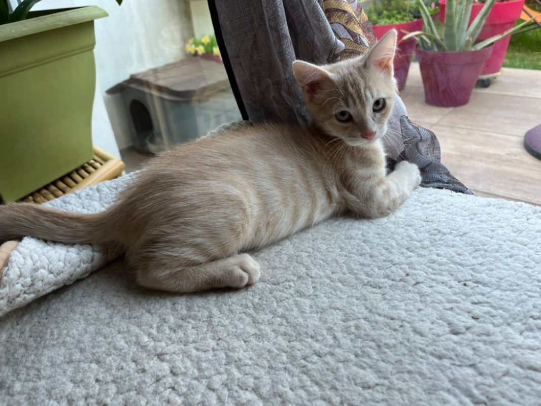 Sanmele - Chat à adopter