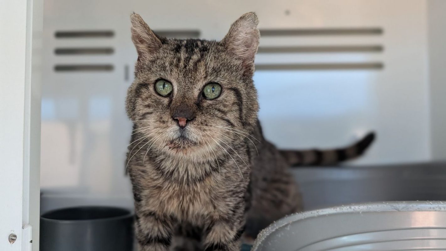 Coquelicot - Chat Européen à adopter