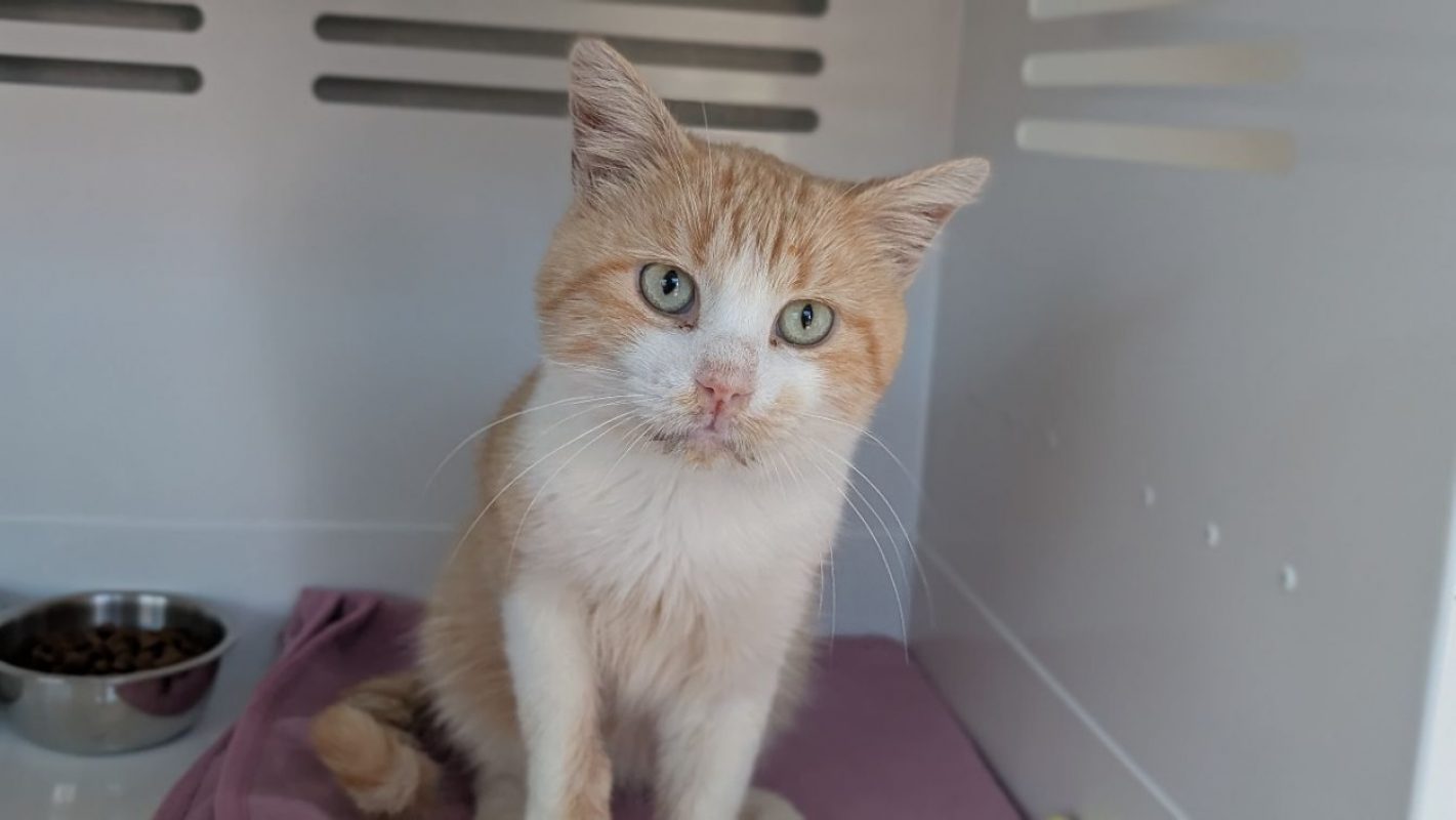 Bleuet - Chat Européen à adopter