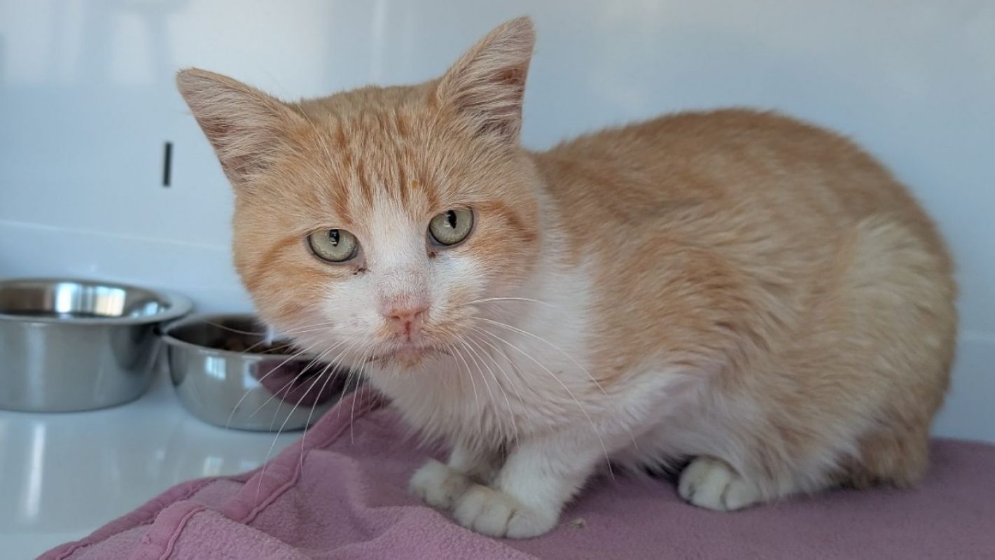 Bleuet - Chat Européen à adopter - photo 2