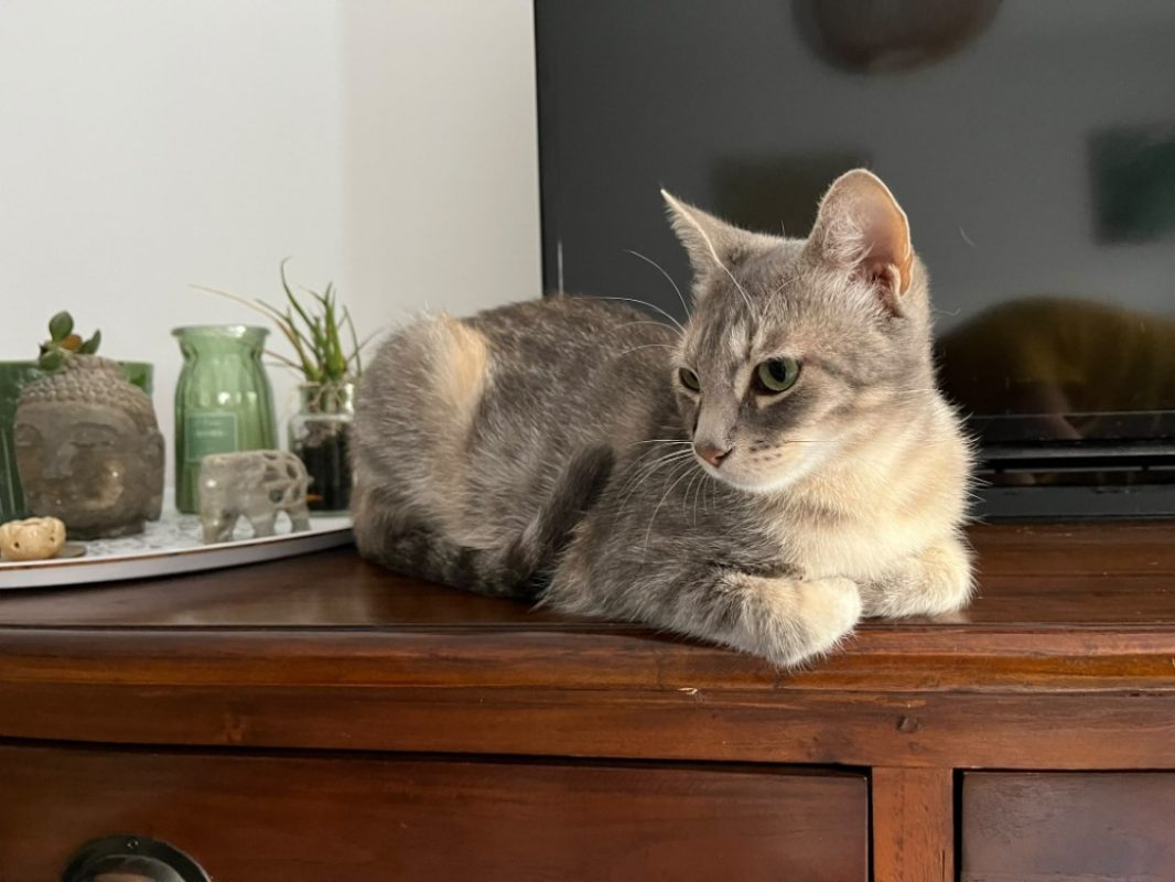 Azkaban - Chat à adopter