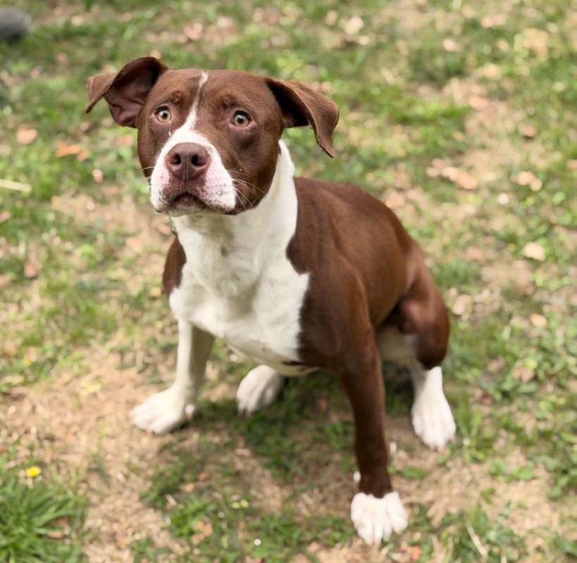 Sylvo - Chien à adopter