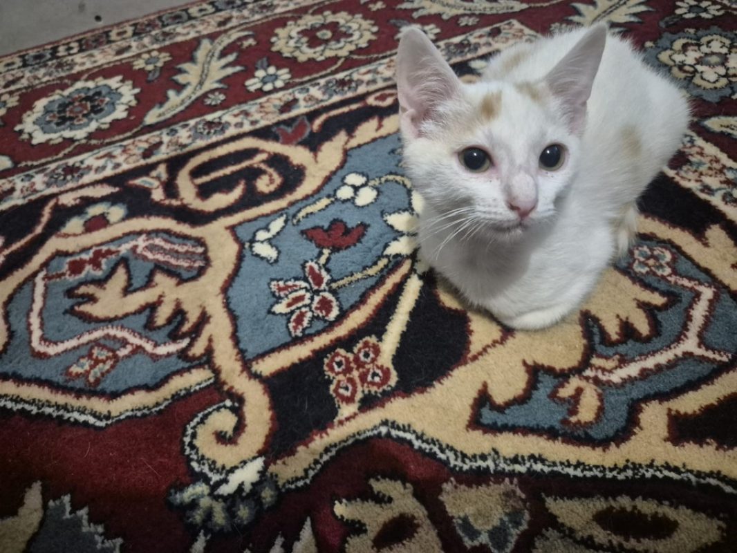 Morgan - Chat Européen à adopter