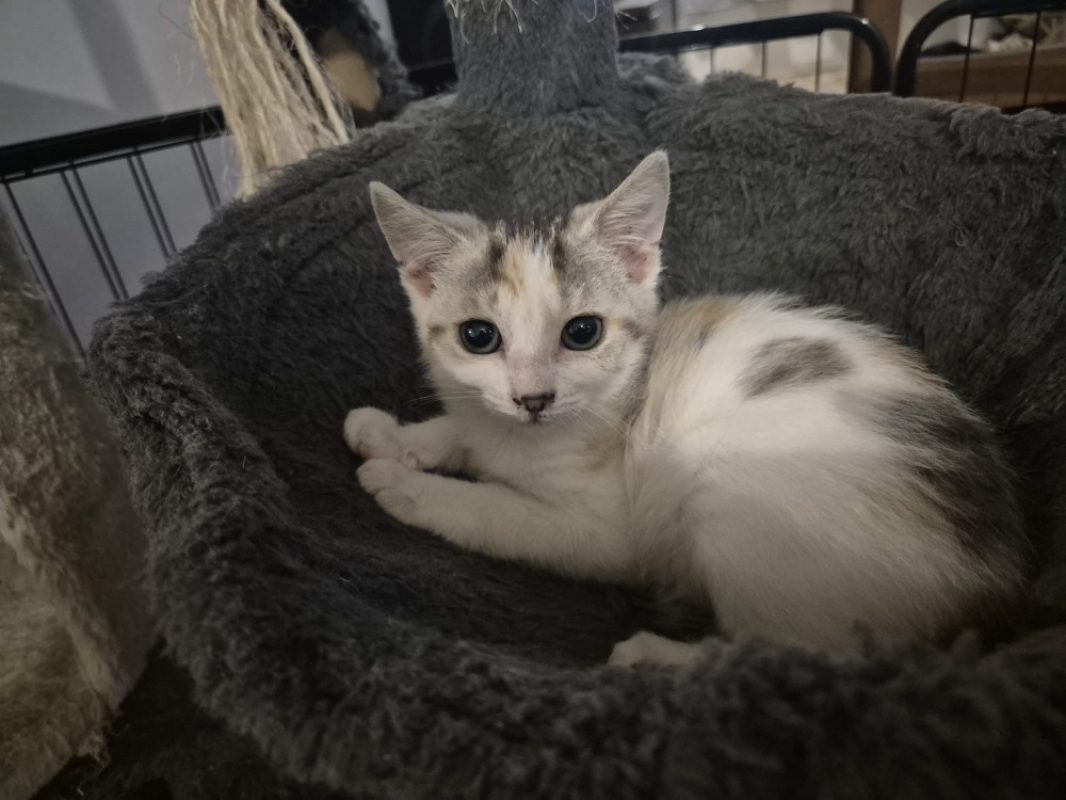 Mira - Chat Européen à adopter