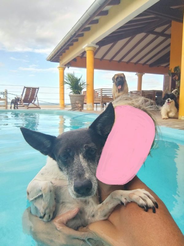 paraffine - Chien à adopter - photo 2