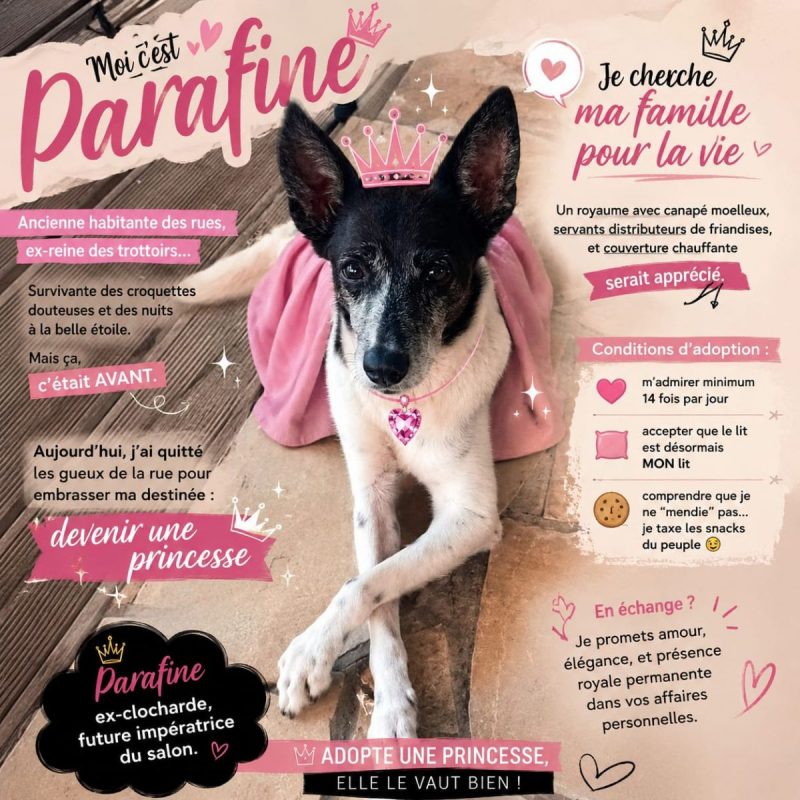 paraffine - Chien à adopter