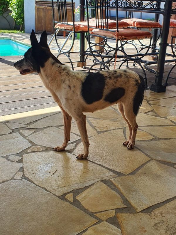 paraffine - Chien à adopter - photo 3
