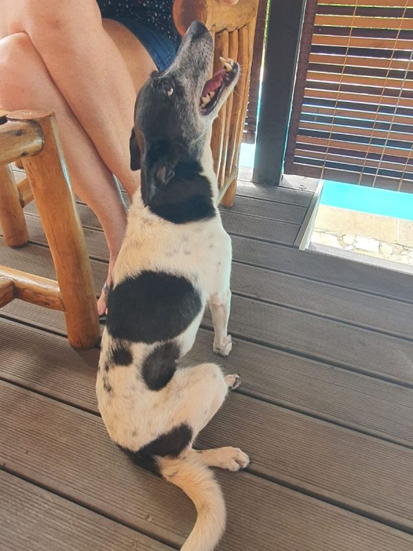 paraffine - Chien à adopter - photo 4