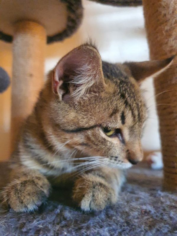 Bois d'Inde - Chat Européen à adopter - photo 4