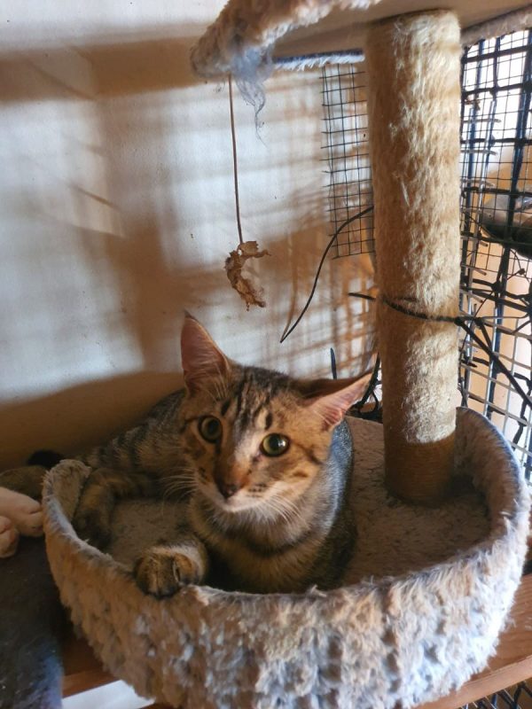 Bois d'Inde - Chat Européen à adopter - photo 2