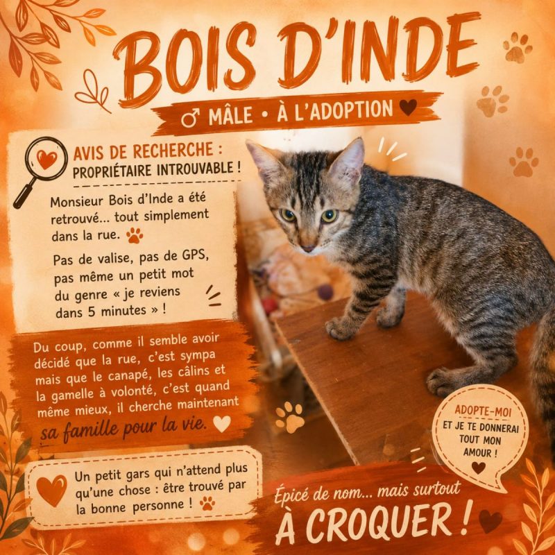 Bois d'Inde - Chat Européen à adopter