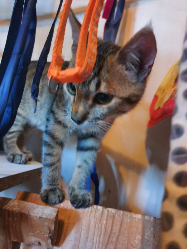Bois d'Inde - Chat Européen à adopter - photo 3