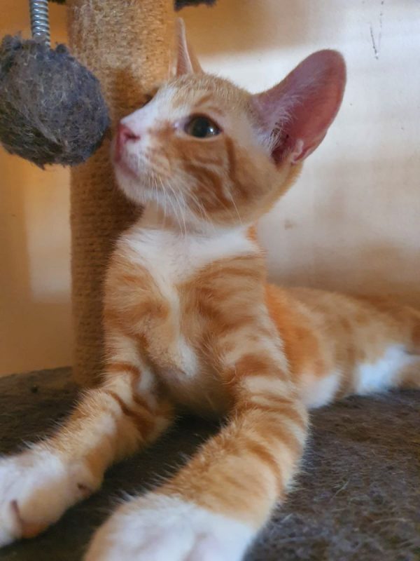 Colombo - Chat Européen à adopter - photo 3