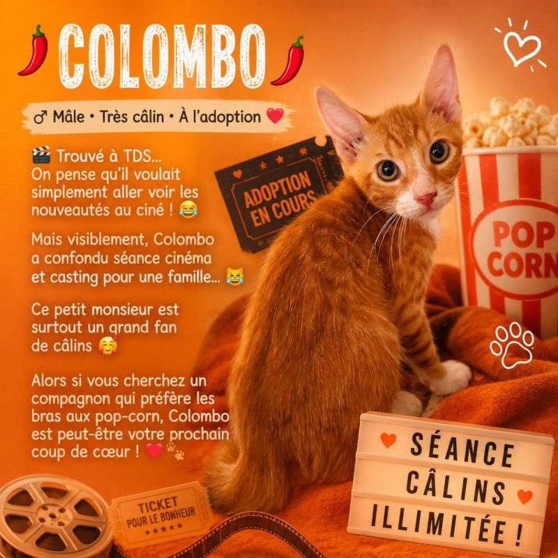 Colombo - Chat Européen à adopter